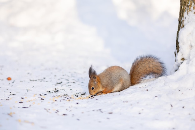 La ardilla se sienta en la nieve y come nueces en invierno