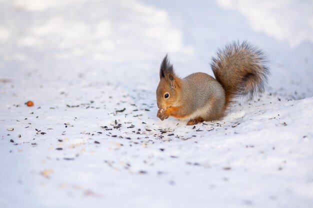 La ardilla se sienta en la nieve y come nueces en invierno