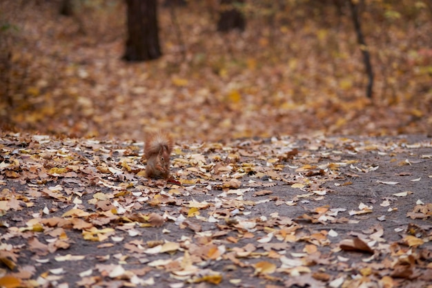 Una ardilla se sienta en un parque de otoño y come una nuez. Roedor. Hermosa ardilla roja en el parque