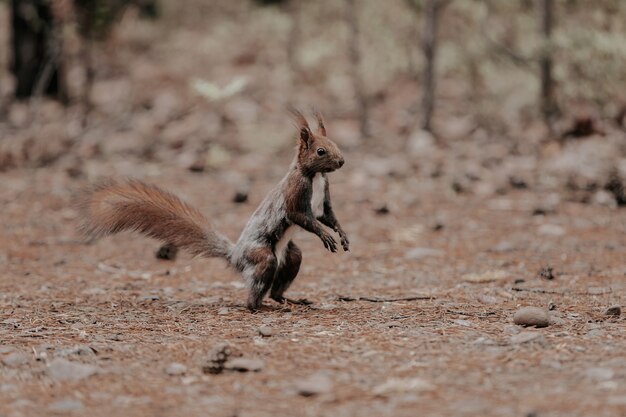 La ardilla se para sobre dos patas traseras. Animal en el bosque de otoño.