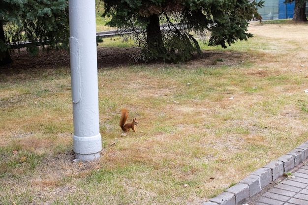 Ardilla sobre hierba en un parque de otoño