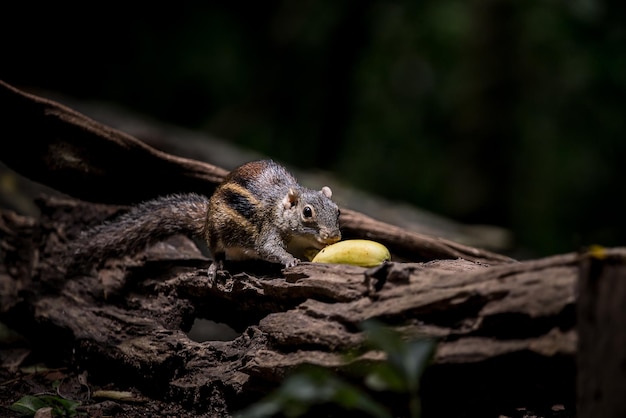 Ardilla terrestre de Indochina Menetes berdmorei comiendo un plátano en un tronco en el jardín