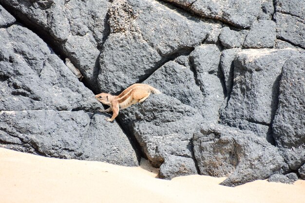 Foto la ardilla de tierra atlantoxerus getulus