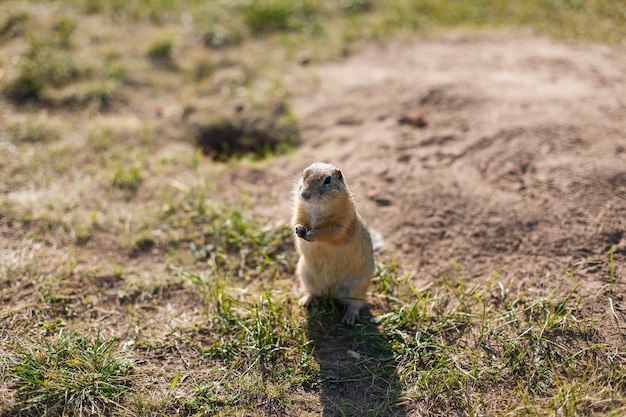 Ardilla de tierra en el campo de hierba de cerca