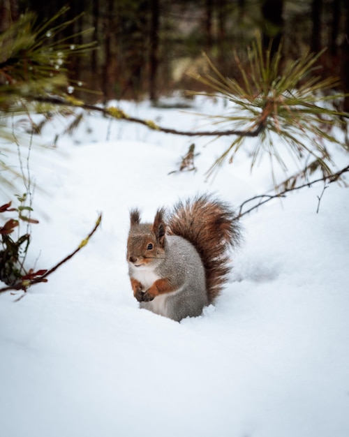 ardilla en tierra cubierta de nieve en invierno