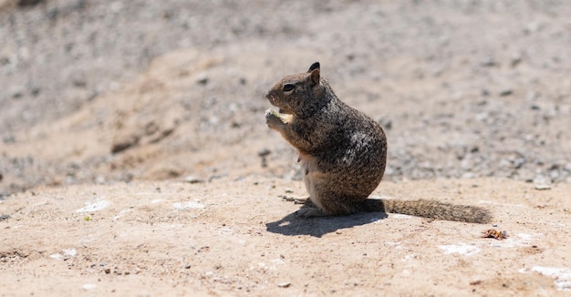 Ardilla de tierra esponjosa comiendo animales roedores sentados en suelo rocoso