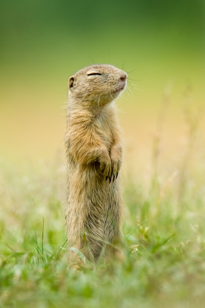 Foto ardilla de tierra europea sentada en la hierba