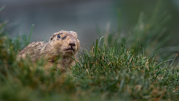 ardilla de tierra europea