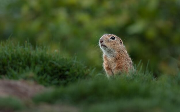 ardilla de tierra europea