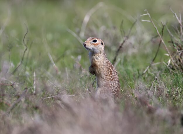 La ardilla de tierra moteada se encuentra en una pose divertida y se esconde en la espesa hierba del año pasado.