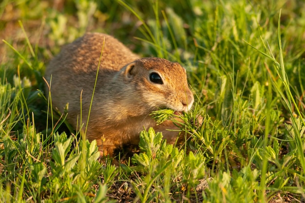 Ardilla de tierra Spermophilus pygmaeus come hierba Gopher