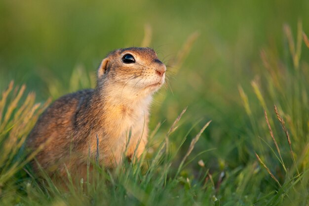 Ardilla de tierra Spermophilus pygmaeus de pie en la hierba