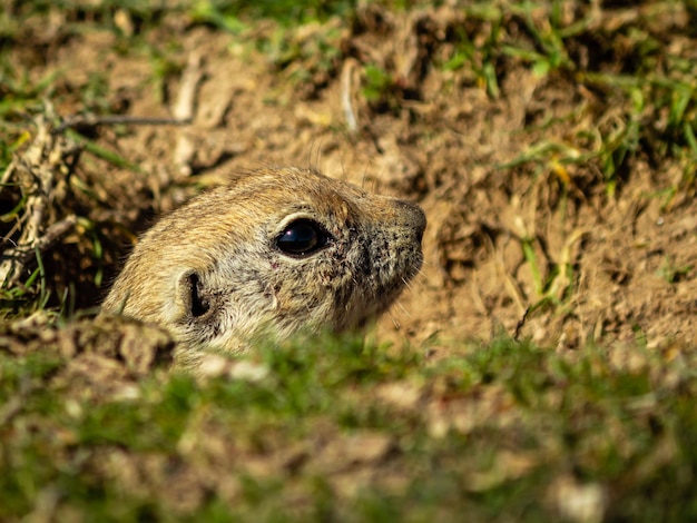 Foto ardilla de tierra