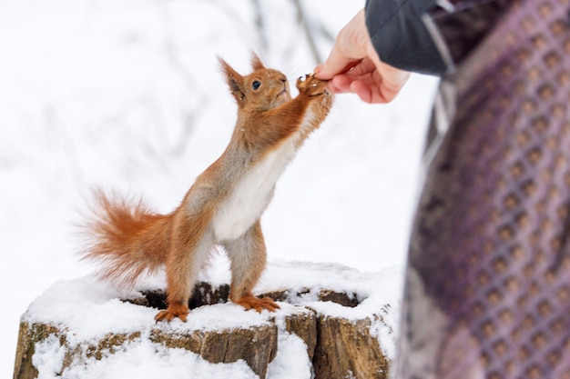 Ardilla tomando avellana de mano humana