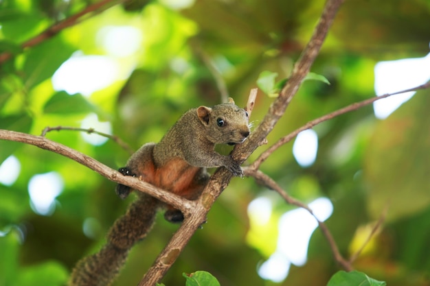 Una ardilla trepando a un árbol en el jardín.