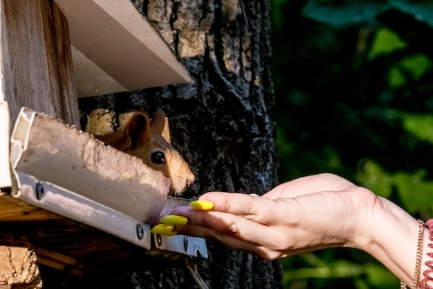 Ardilla en tronco de árbol. Retrato de ardilla zorro sentado en la rama. Fauna urbana. La especie más grande de ardilla arborícola de Rusia, Ryazan.