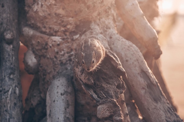 Foto ardilla en el tronco del árbol