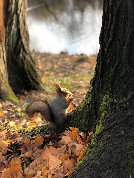 Foto ardilla en el tronco del árbol