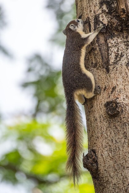 Foto ardilla en el tronco del árbol