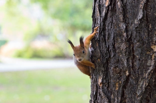 Ardilla en tronco de árbol