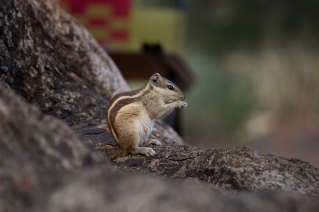 Ardilla en el tronco del árbol