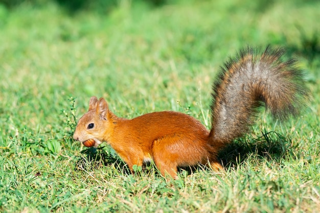 Una ardilla con una tuerca