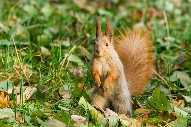 Ardilla veloz en busca de nueces