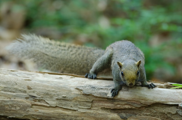 Foto ardilla de vientre gris en bosque