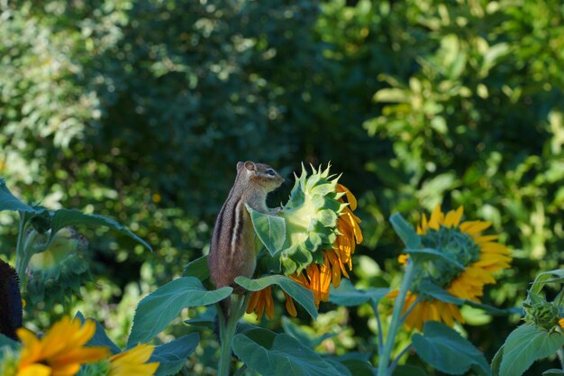 Foto las ardillas en un girasol