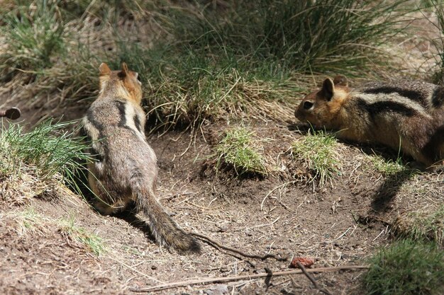 Ardillas listadas en la reserva de vida silvestre de bend