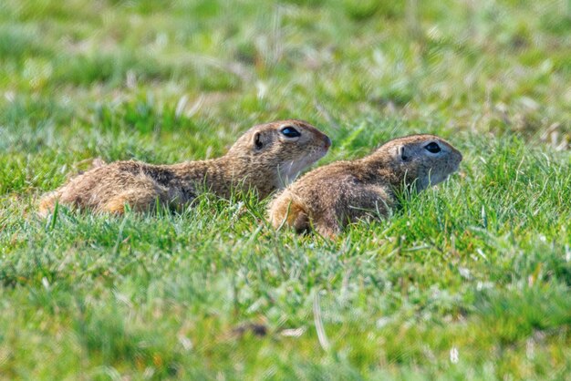 Ardillas de tierra europeas, entorno natural de Souslik (Spermophilus citellus)