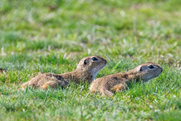 Ardillas de tierra europeas, entorno natural de Souslik (Spermophilus citellus)