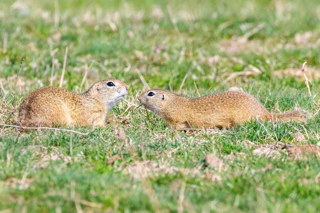 Ardillas de tierra europeas, entorno natural de Souslik (Spermophilus citellus)