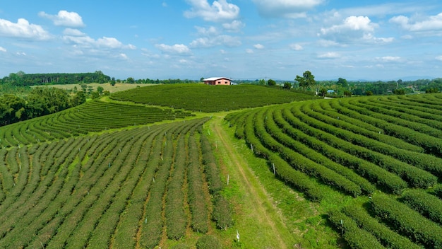 Área agrícola da plantação de chá verde na montanha ao norte de chiang rai tailândia