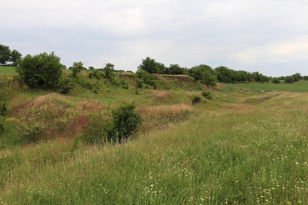 Un área de césped con árboles y arbustos.