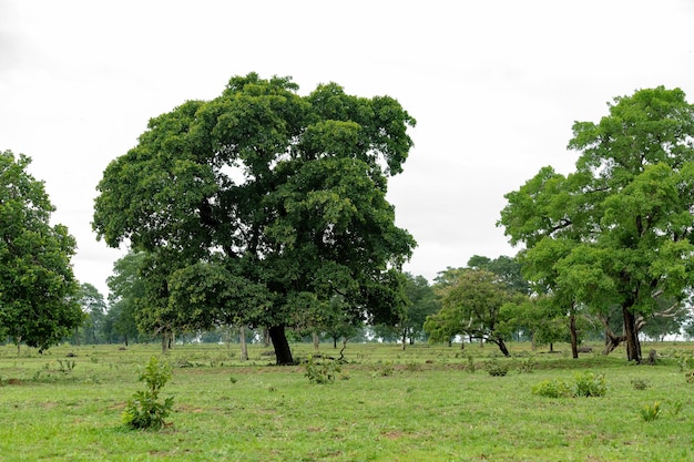 Foto Área de pastagem para criação de gado com várias árvores de grande porte