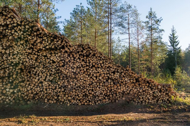 Foto Área de deforestación ilegal de vegetación en el bosque, pila de madera cortada cerca del bosque.