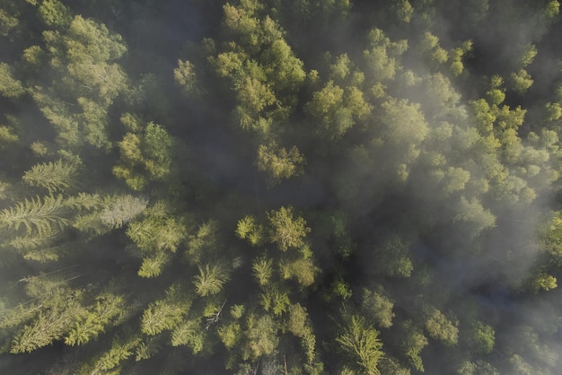 Foto Área florestal na névoa vista aérea