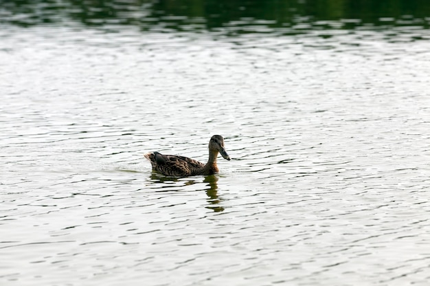 Un área con una gran cantidad de lagos donde viven patos, patos aves acuáticas salvajes en la naturaleza, patos en su hábitat natural.
