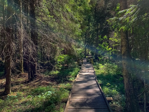 Área natural protegida de floresta antiga com trilha turística dia de verão na floresta mística