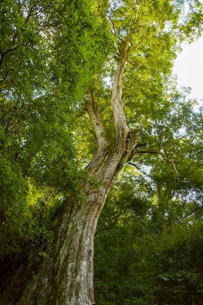 Foto Área protegida da floresta nacional de taiwan lala mountain enorme árvore sagrada de mil anos