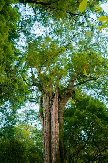 Foto Área protegida da floresta nacional de taiwan lala mountain enorme árvore sagrada de mil anos