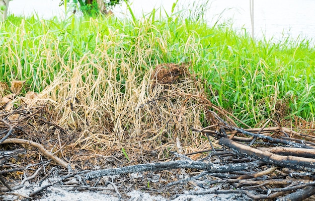 área queimada de grama e ramos em terras de resíduos