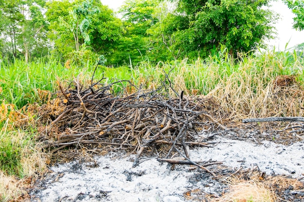 Área queimada de grama e ramos em terras de resíduos