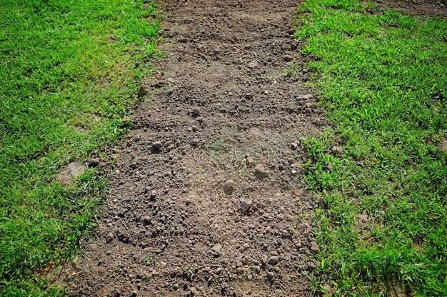 El área sembrada está lista para el fondo del jardín.