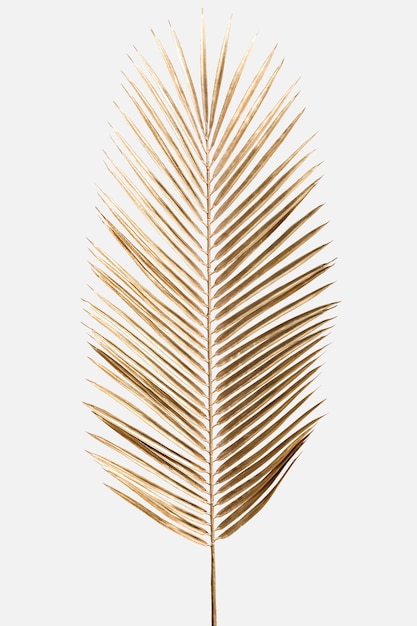 Areca-Palmenblatt in Gold auf weißem Hintergrund gemalt