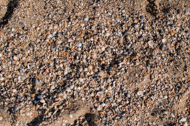 Areia à beira-mar com conchas