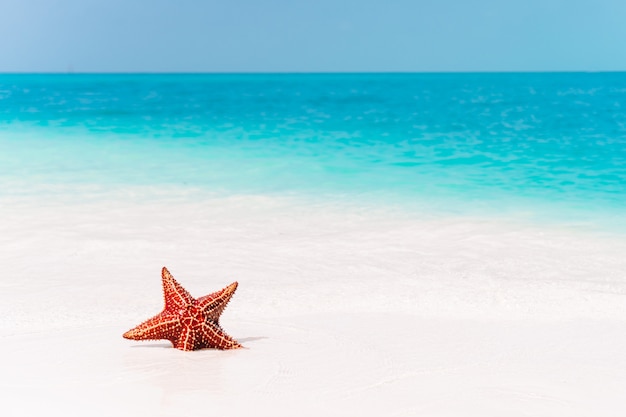 Areia branca tropical com estrela do mar vermelha em fundo de águas claras