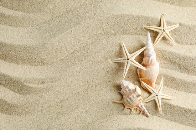 Areia clara do mar com conchas e estrelas do mar, espaço para texto. Fundo de férias de verão