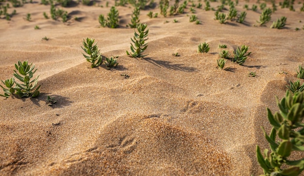 Areia da praia com plantas pequenas e trilhas de pássaros em dunas de areia fechadas em um dia ensolarado de verão